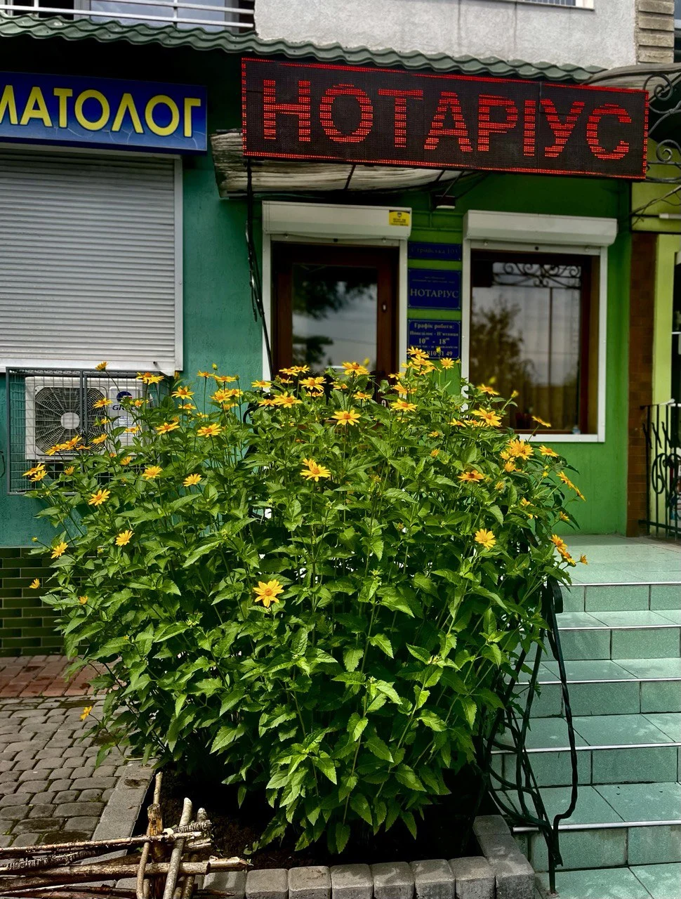 Нотаріус Вікторія Селедець